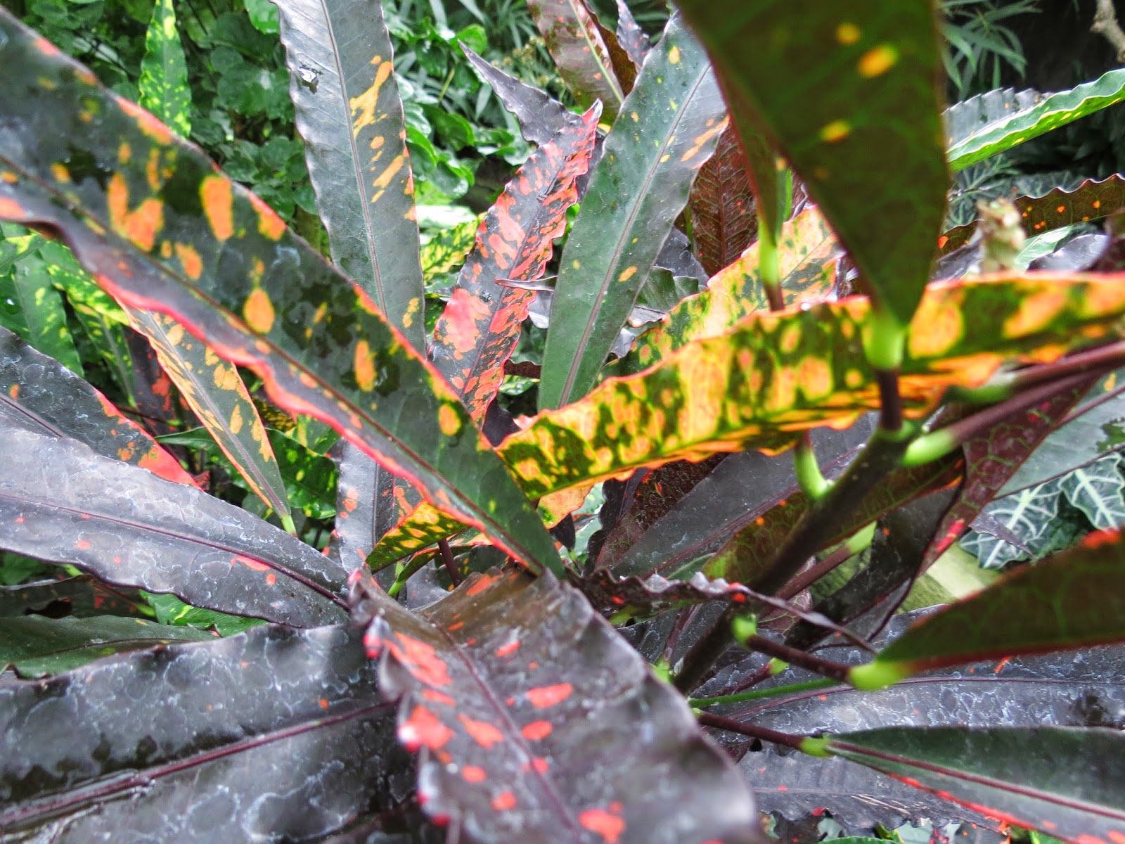 Danger Garden Mahonia They Re My Favs At The End Of November