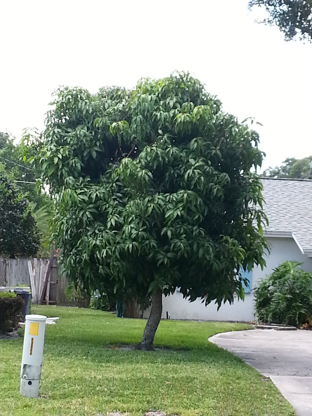 CENTRAL FLORIDA MANGO TREE WITH FRUIT SET