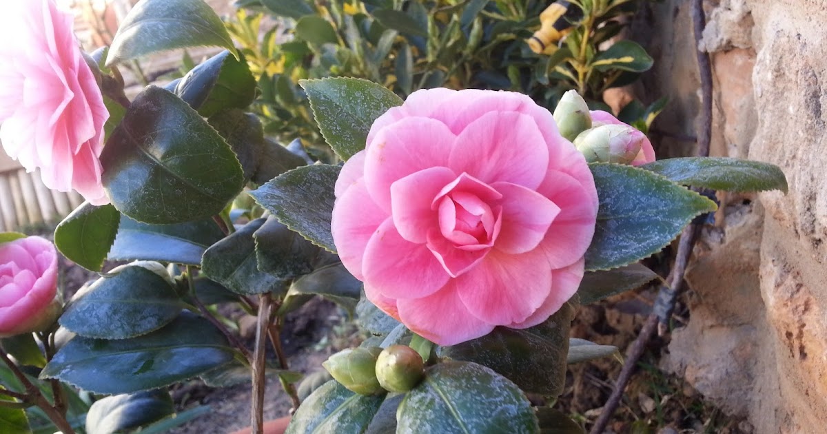 Un Jardin para Valentina CAMELIA