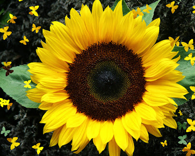 sunflower HD wallpaper white merigold gazania