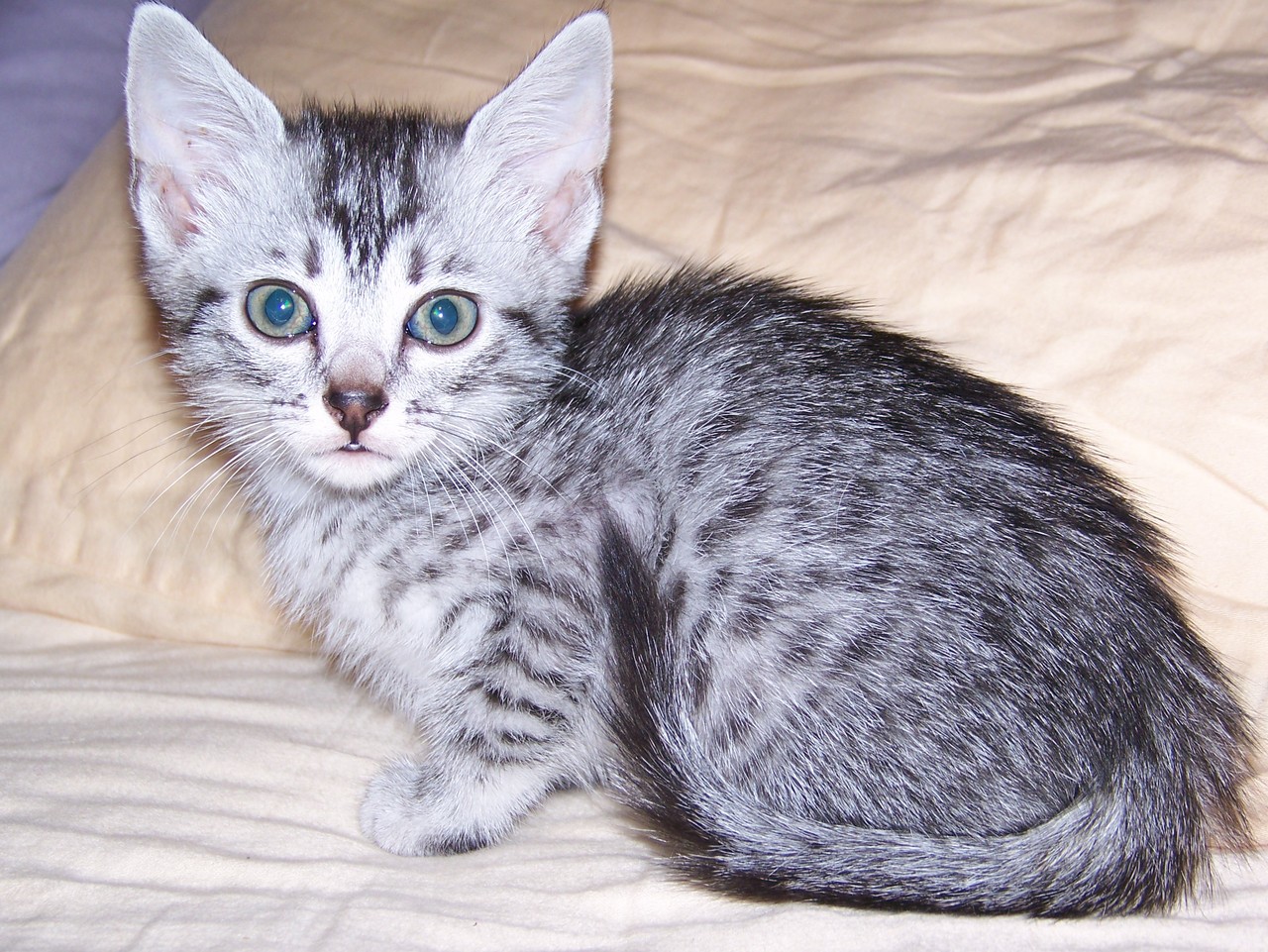Egyptian Mau Cute Cats