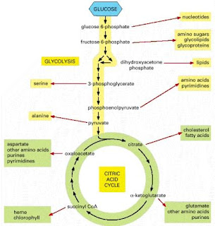 Compare catabolic and anabolic pathways