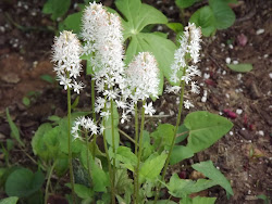 Foamflower