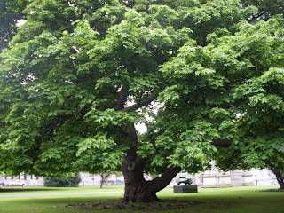 Christmas forest tree enchanted theme giant outdoor trees icon decor pvc decoration decorations detailed square katong pixie fairy traditional using ☆Sharon's Sunlit Memories☆: For the Love of Trees - A Poem