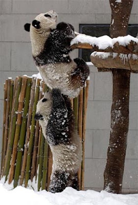 Pandas teamwork - Team building tips