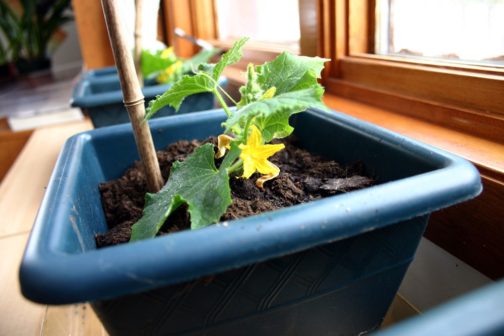 SunnyBeachJewelryGarden Growing cucumbers indoors