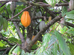 On cultive aussi du cacao