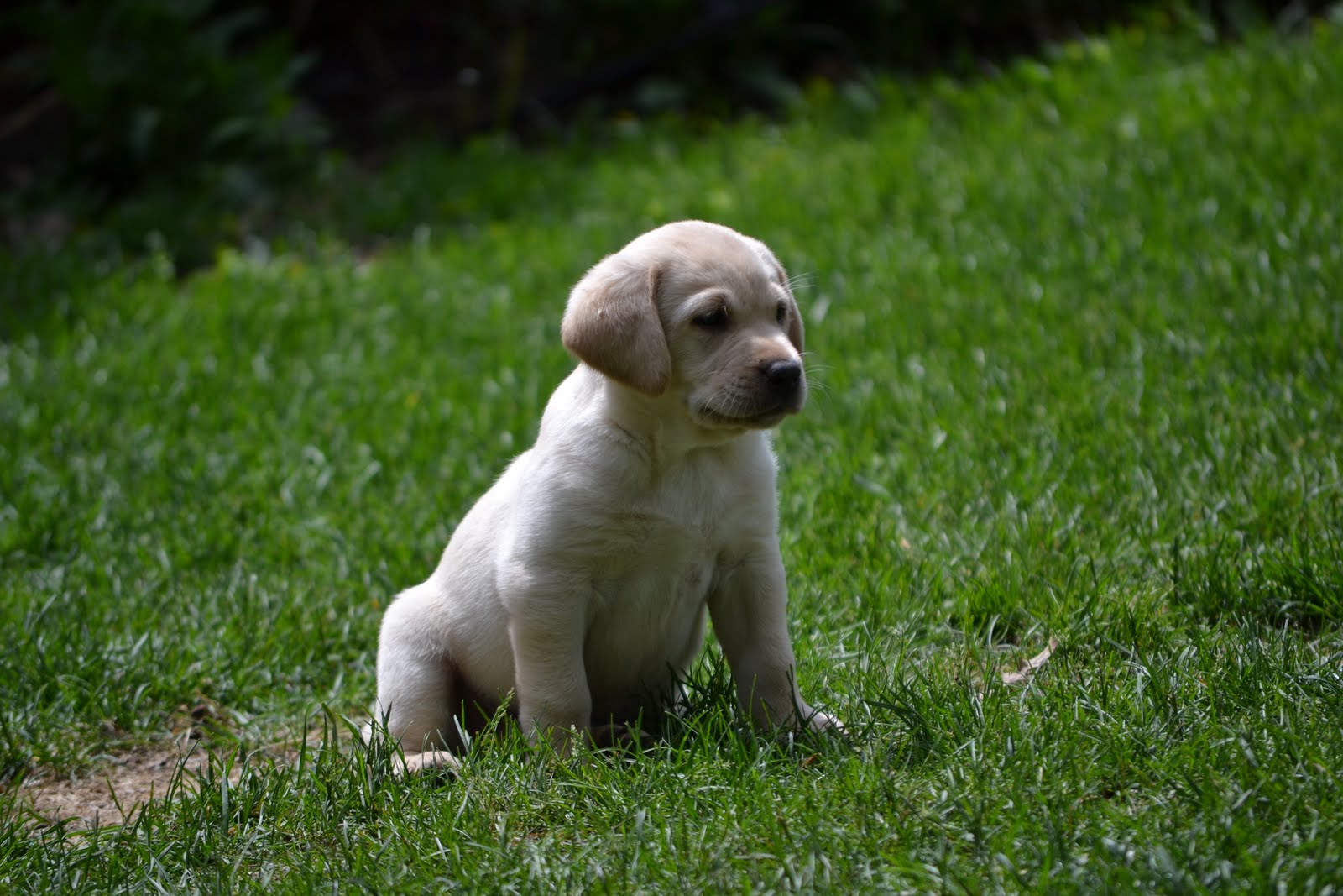 Rock Solid Pointing Labs The Two Males