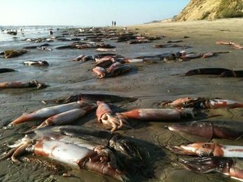 California Natural Deep Water Fish Oz California Natural Deep Water Fish Oz