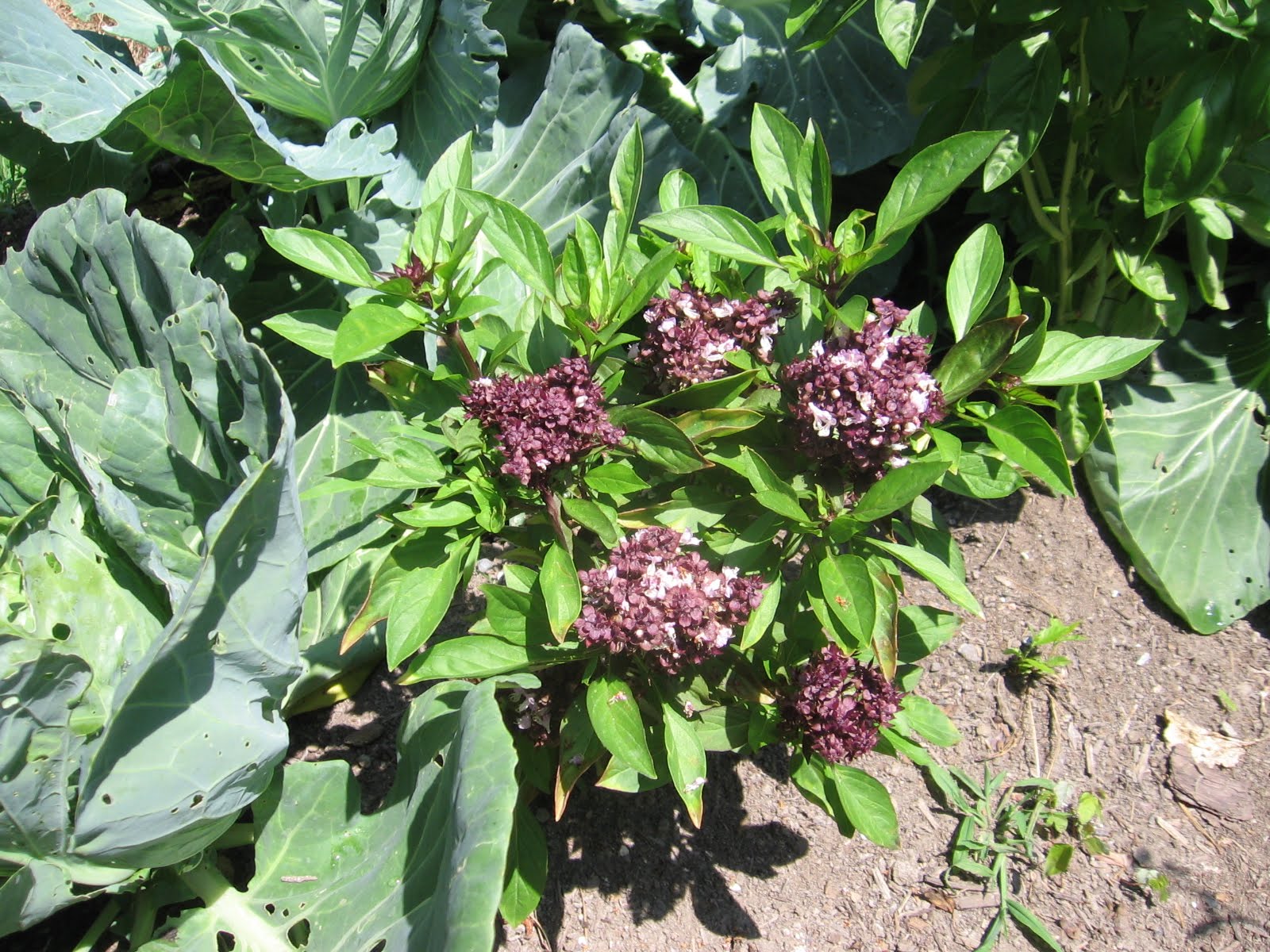 Japanese Pizza from 101