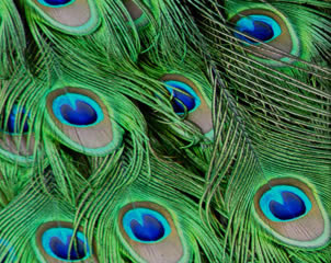 Peacock pictures