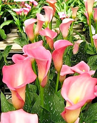 img Calla Strawberry Parfait