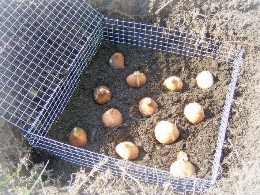 Donna's Designs February 2013