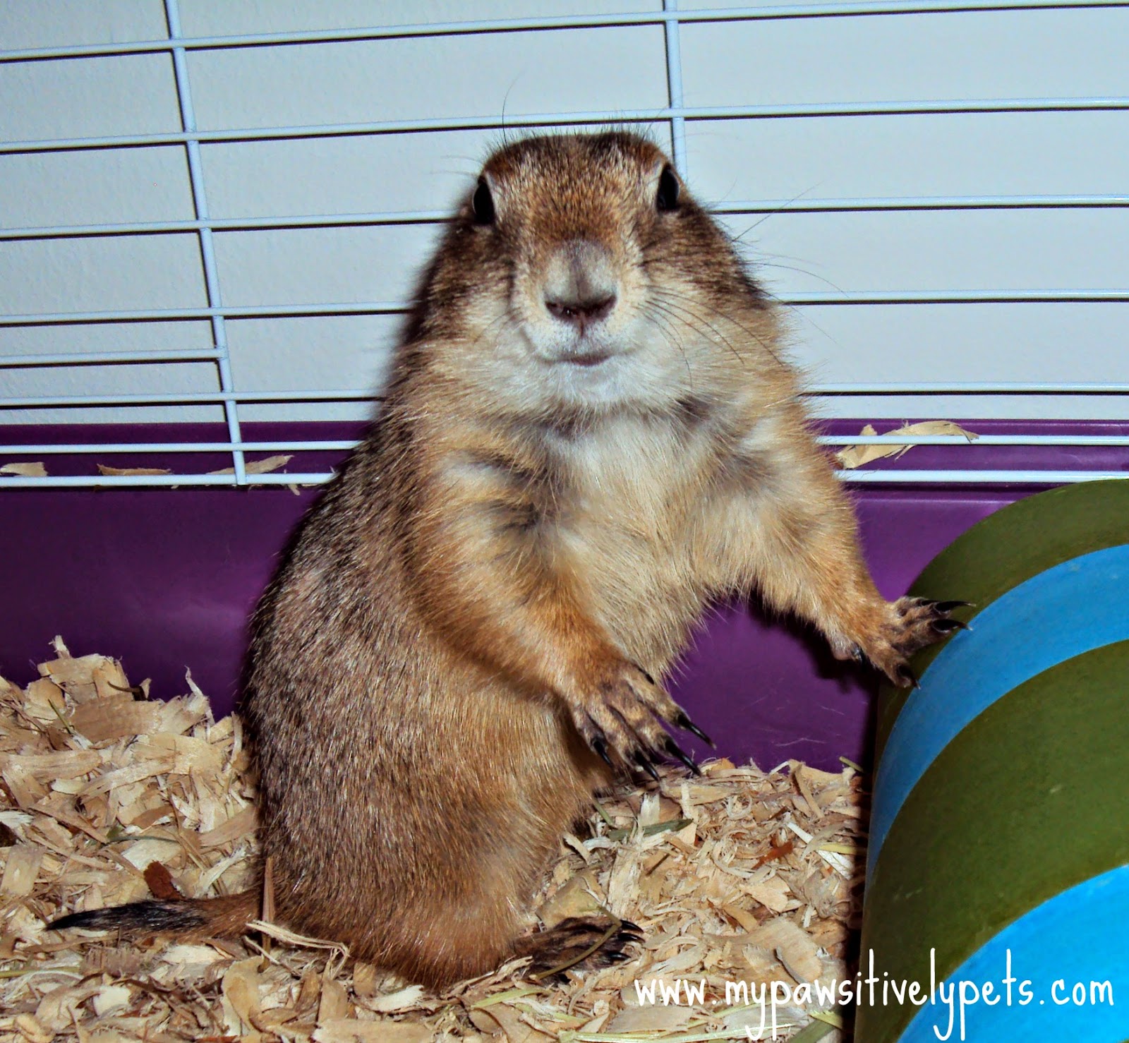 8 Small Exotic Pets You May Have Never Heard of Before Pawsitively Pets