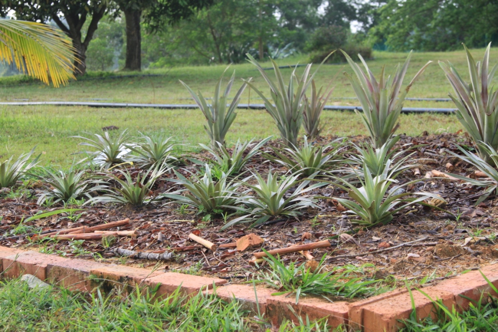 My little vegetable garden growing pineapples not a thorny issue.