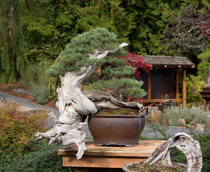 Walter's Travelogues Bonsai Mirai near Portland