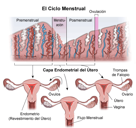 Ciclo Mestrual