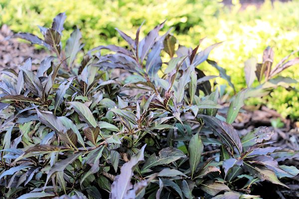 Future Plants By Randy Stewart Weigela