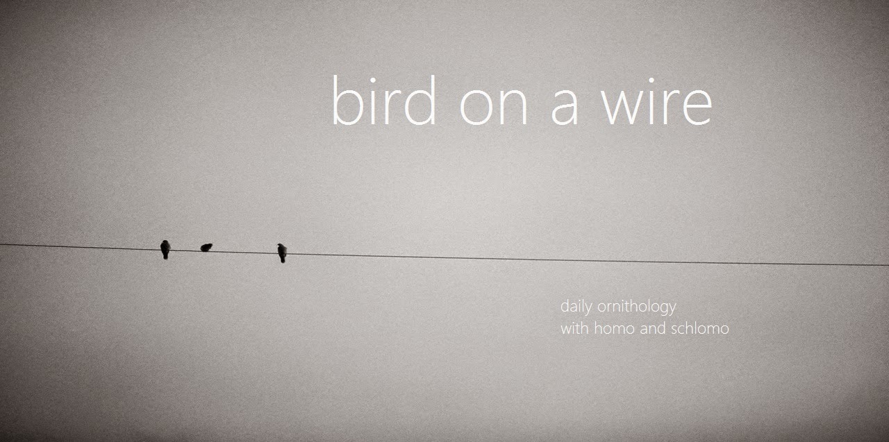 bird on a wire