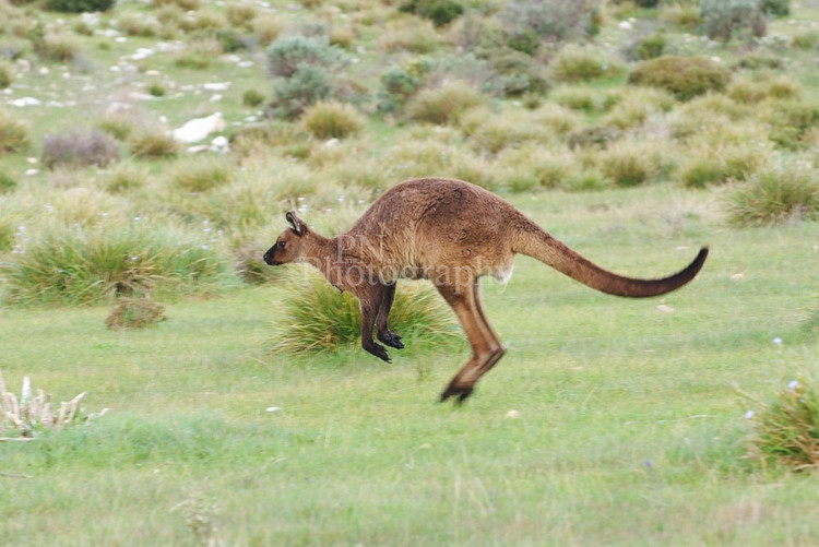 Encyclopedia Kangaroo Running