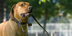 Doglife TrainerWalker  PASSEADORA DE CÃES