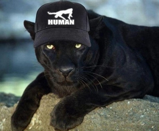 humor grafico puma con gorra de humano