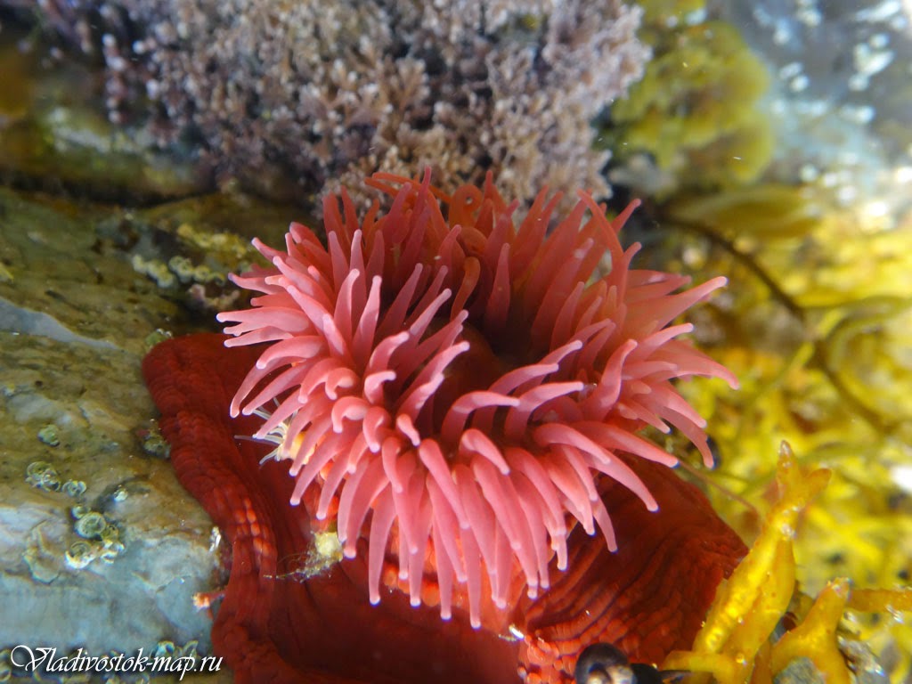  Актинии - яркие морские цветы Приморских глубин.