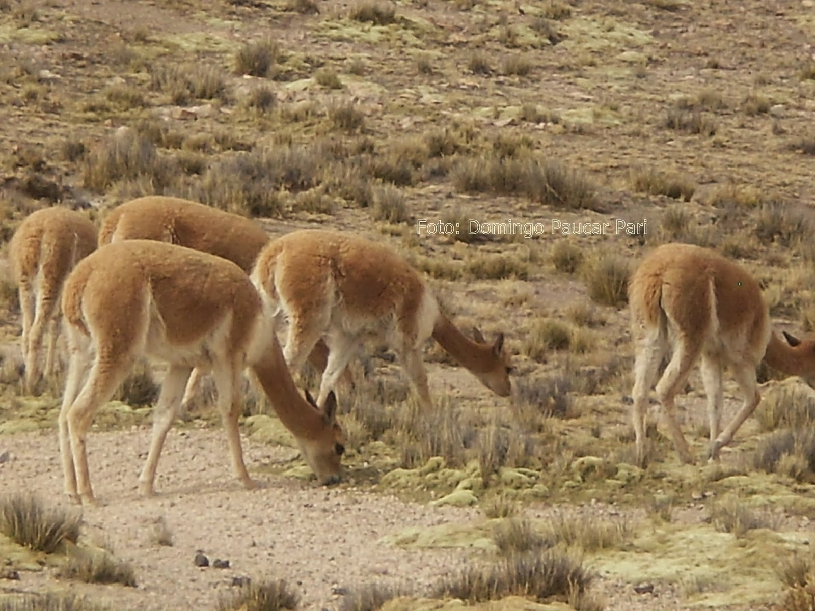 CAPANO DISTRITO DE CAYLLOMA AREQUIPA