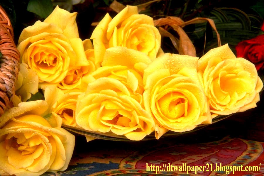 Yellow Roses Pictures||Rose Flower pictures, roses, flower, background image