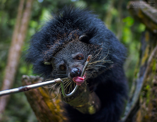 amazing animals 10 intriguing animals whose names start with the 4 letter animal names