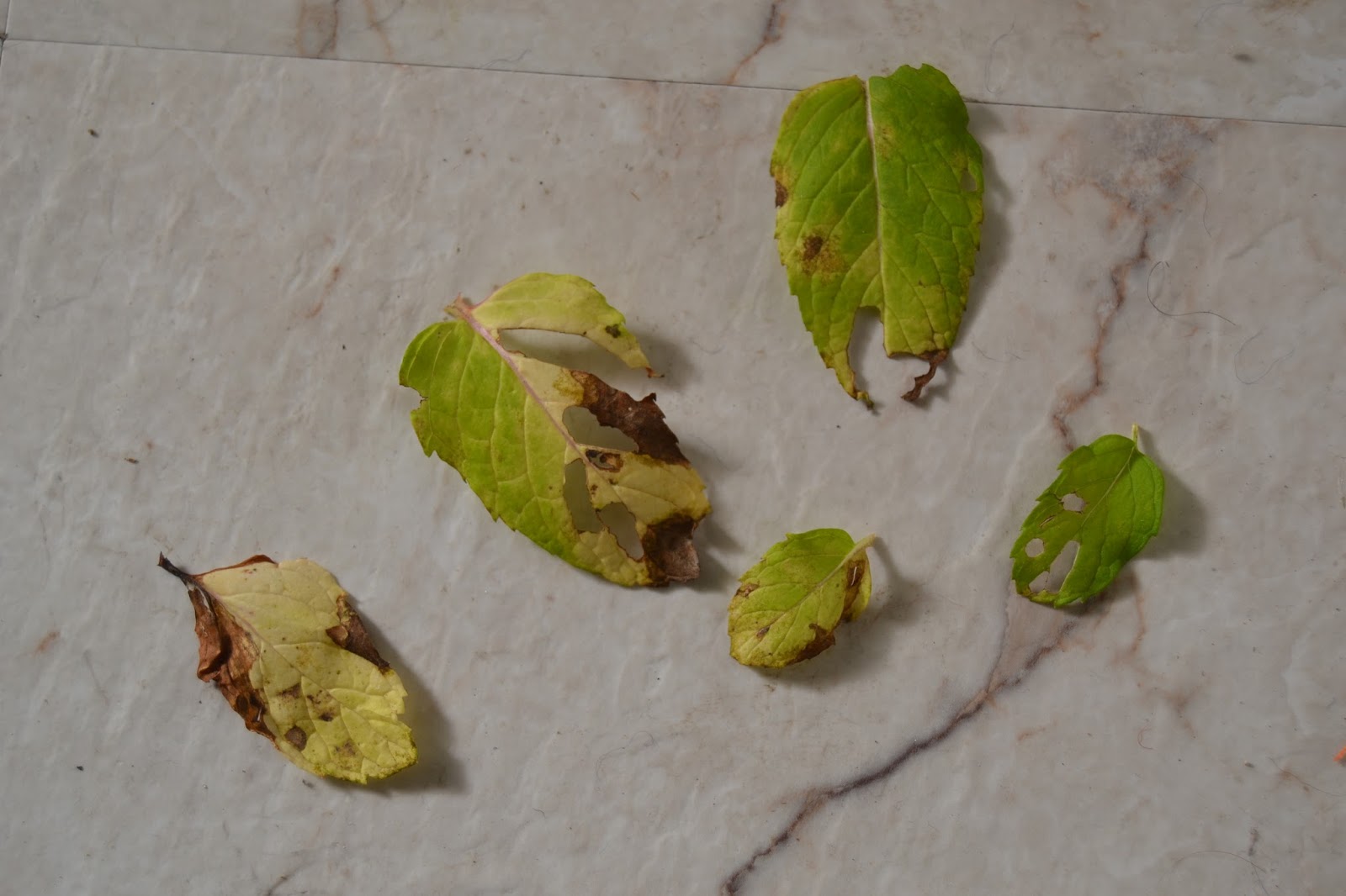 Flower and Garden Pests and Diseases of Mint