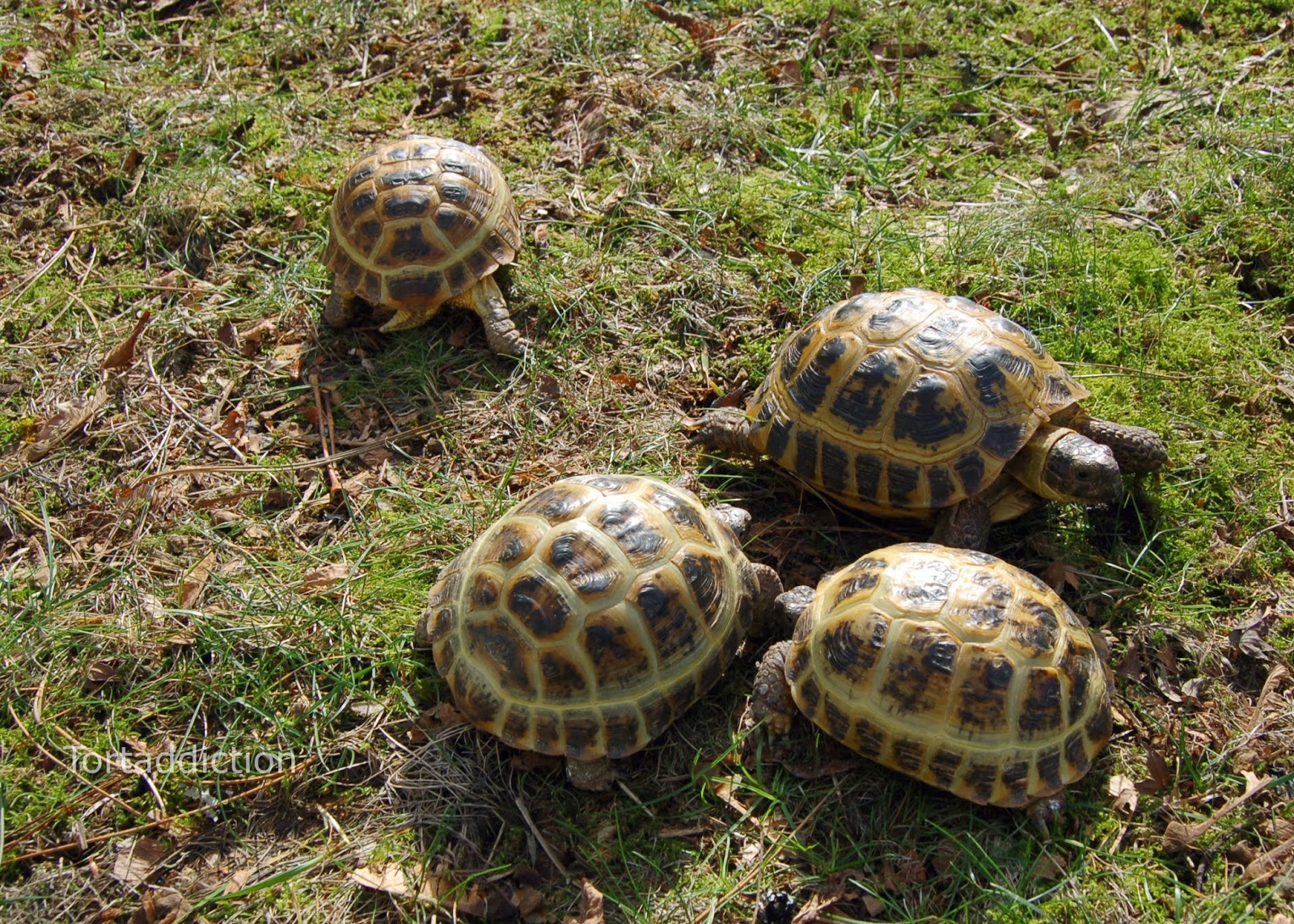 Tortaddiction Prepping the Russian tortoises for brumation (hibernation)
