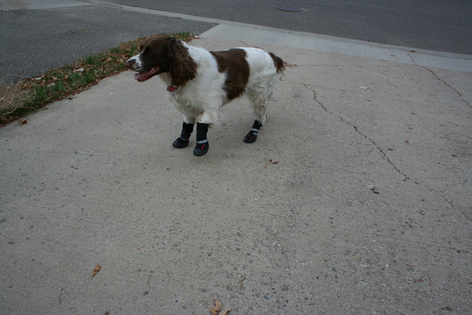 Tammy's Craft Emporium winter dog booties for Lily