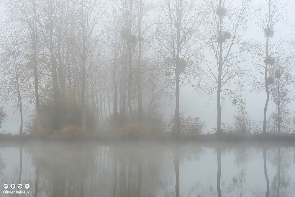 c est dans le brouillard qu une rencontre est belle