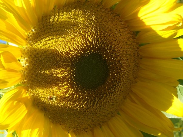 pretty sunflower
