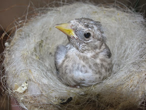 Pollo de jilguero en nido 2014