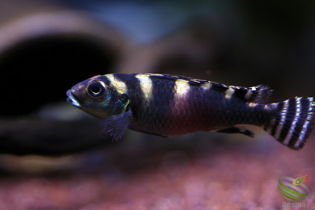 Nanochromis transvestitus / kongo