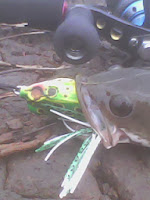 Aba Enim Umpan Mancing Ikan Gabus