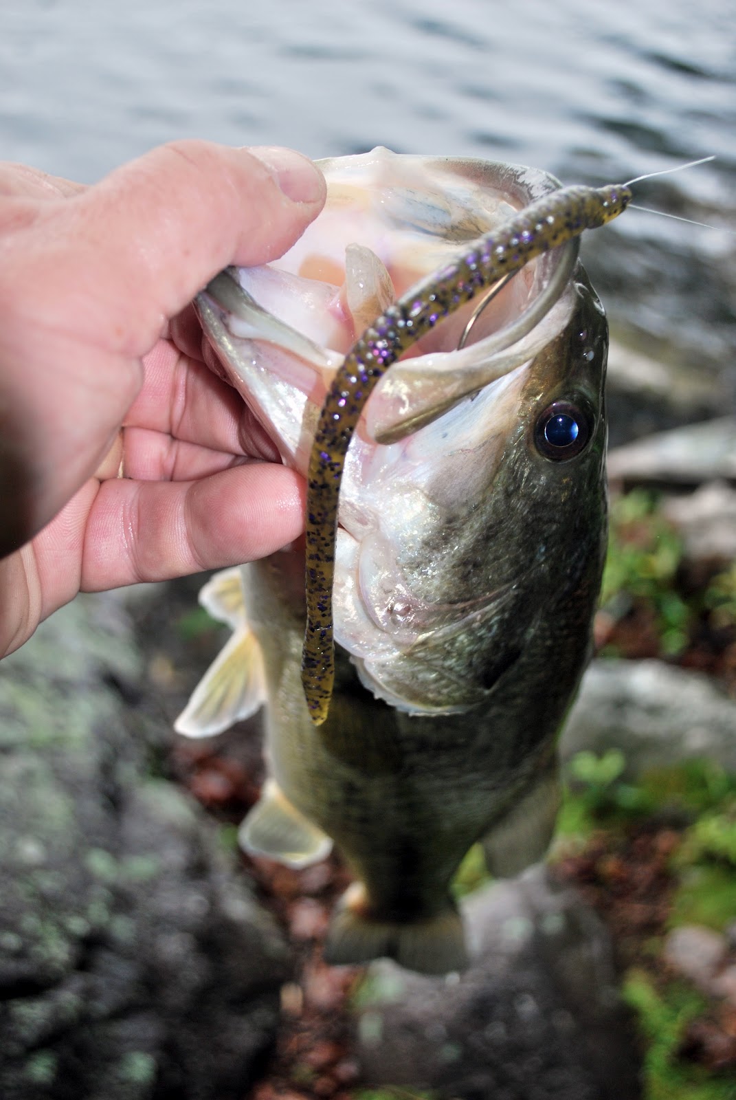 Litton's Fishing Lines Bass Fishing in Lengthy Low Pressure Weather