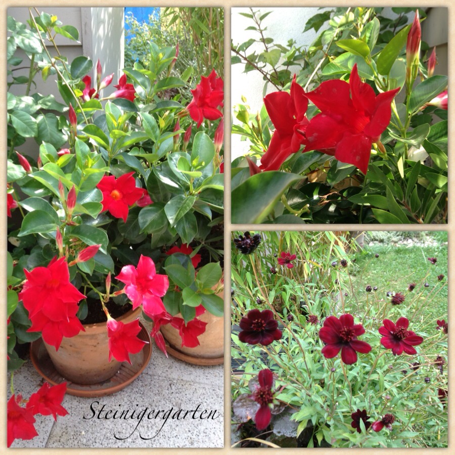 Lichtnelke De Entzuckende Madchenaugen