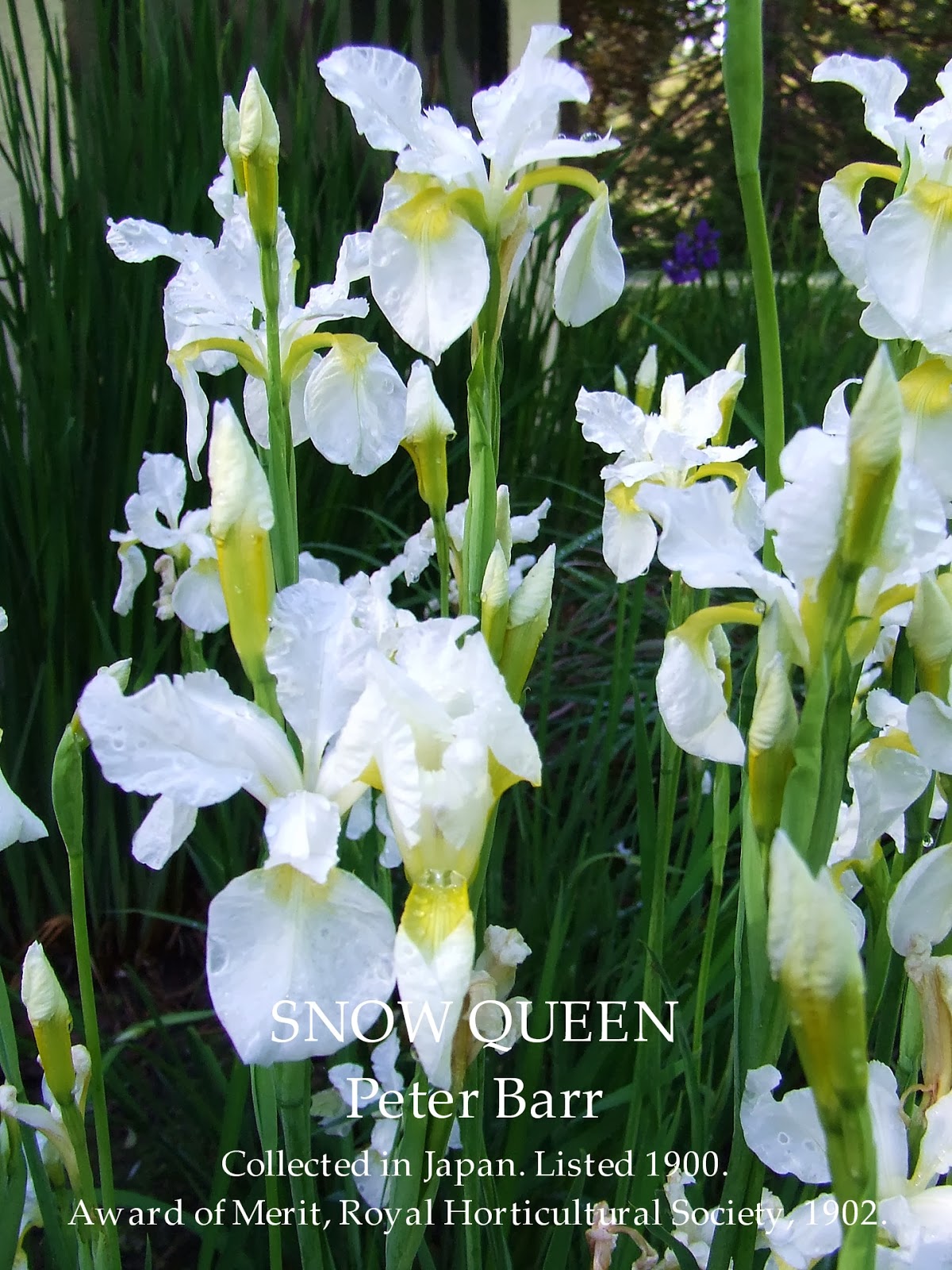 Siberian Iris SNOW QUEEN HERITAGE IRISES