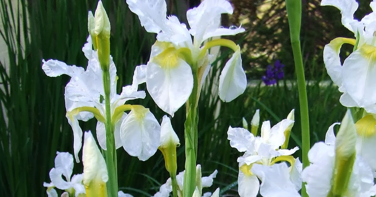 Siberian Iris SNOW QUEEN HERITAGE IRISES