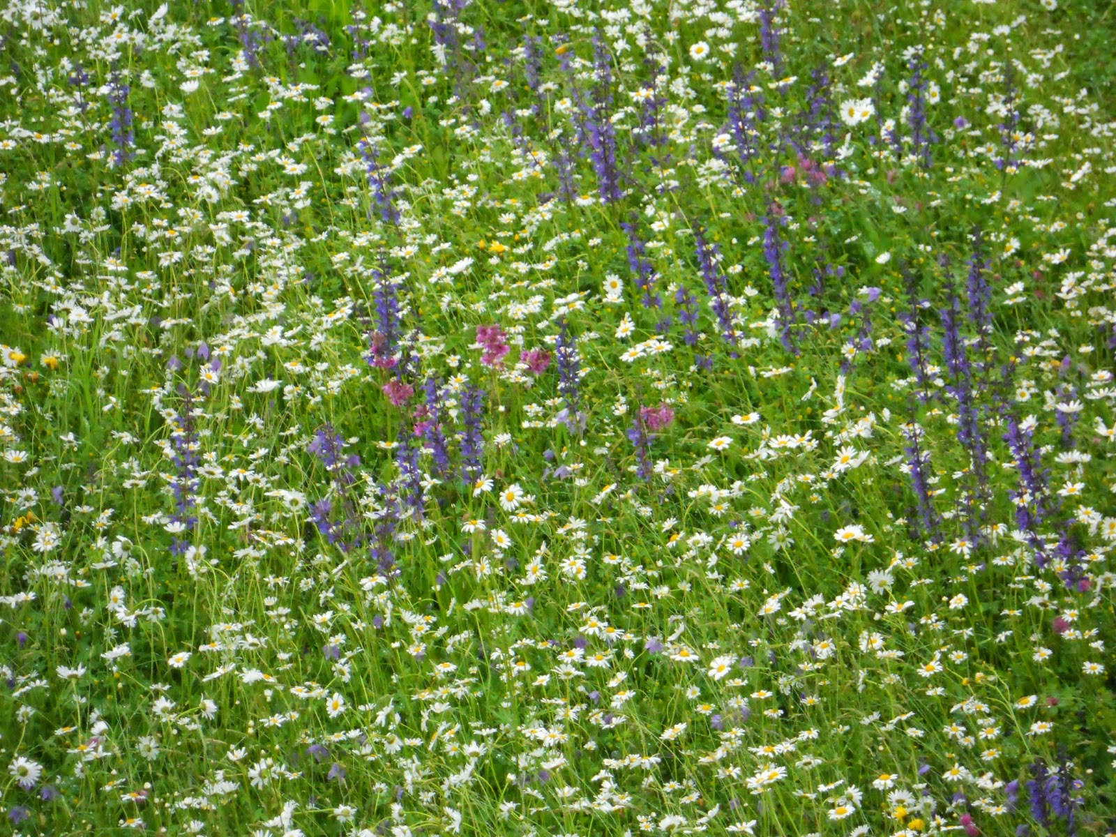 Streublumenwiese_Voitsauer Wildblumensamen Textpoterie Shop