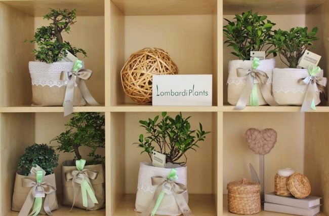 Bomboniere 14 Bonsai E Piantine Grasse Come Cadeau Del Matrimonio Something Tiffany Blue Wedding Blog