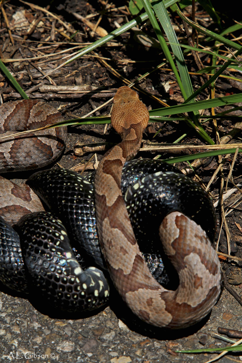 GunBroker.com Message Forums - What kind of snake?