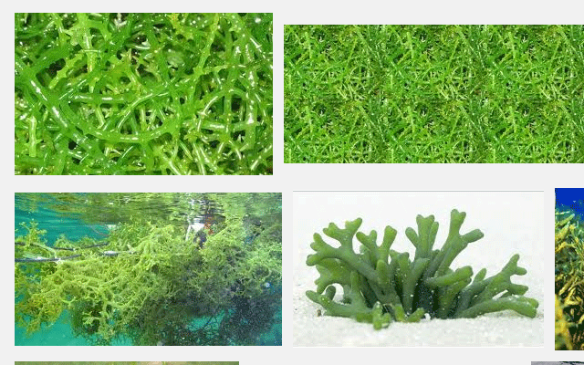 Manfaat dan khasiat rumput laut manfaat dan khasiat rumput laut