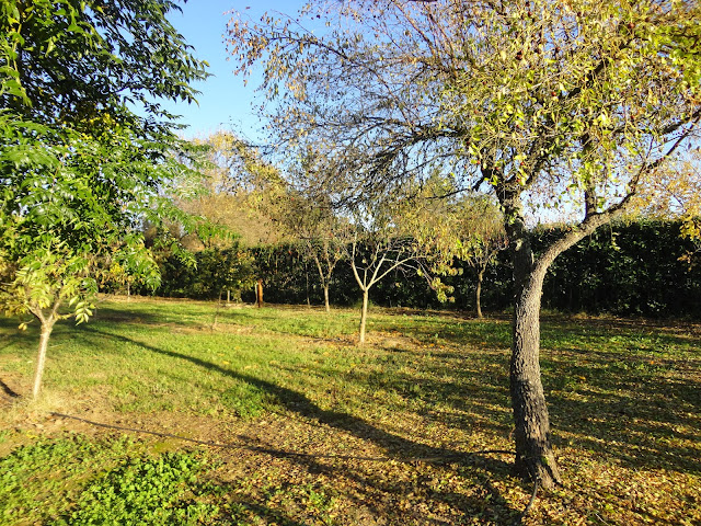 FRUTALES EN UNA TARDE DE OTOÑO