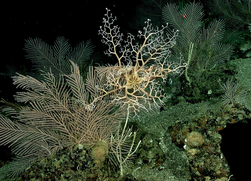 Real Monstrosities Basket Star