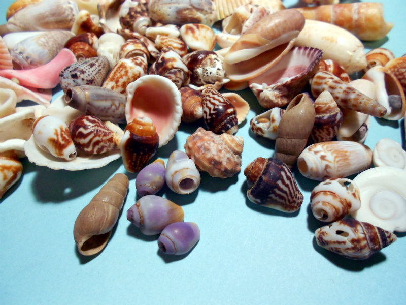 Del's Shells Seashells from Mexico!