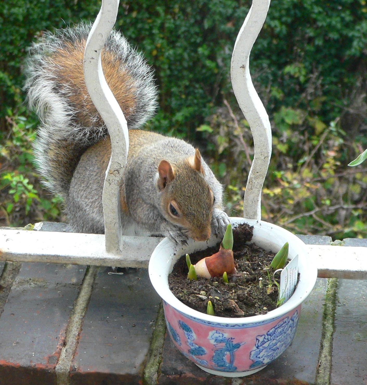 *An English Travel Writer* Just admiring the bulbs....